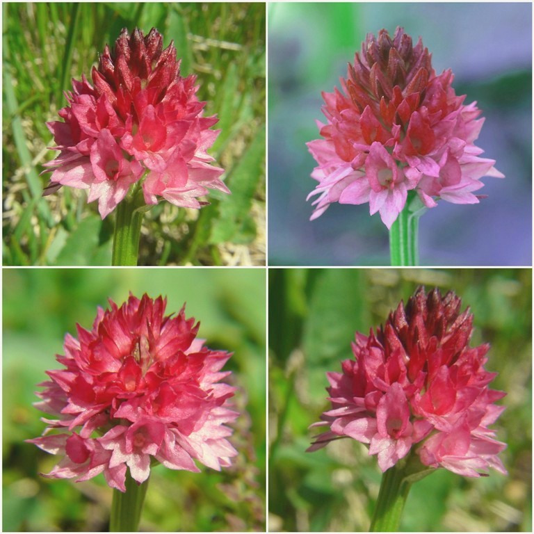 Nigritella buschmanniae e la storiella del Grost:16 luglio 2016