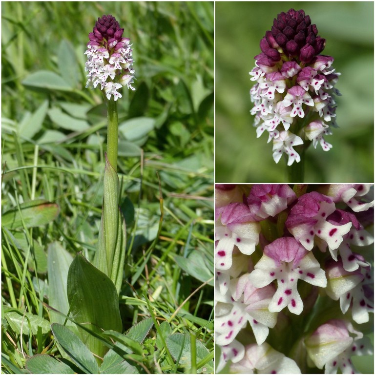 Amatrice e le sue orchidee; la distruzione e la voglia di ricominciare.