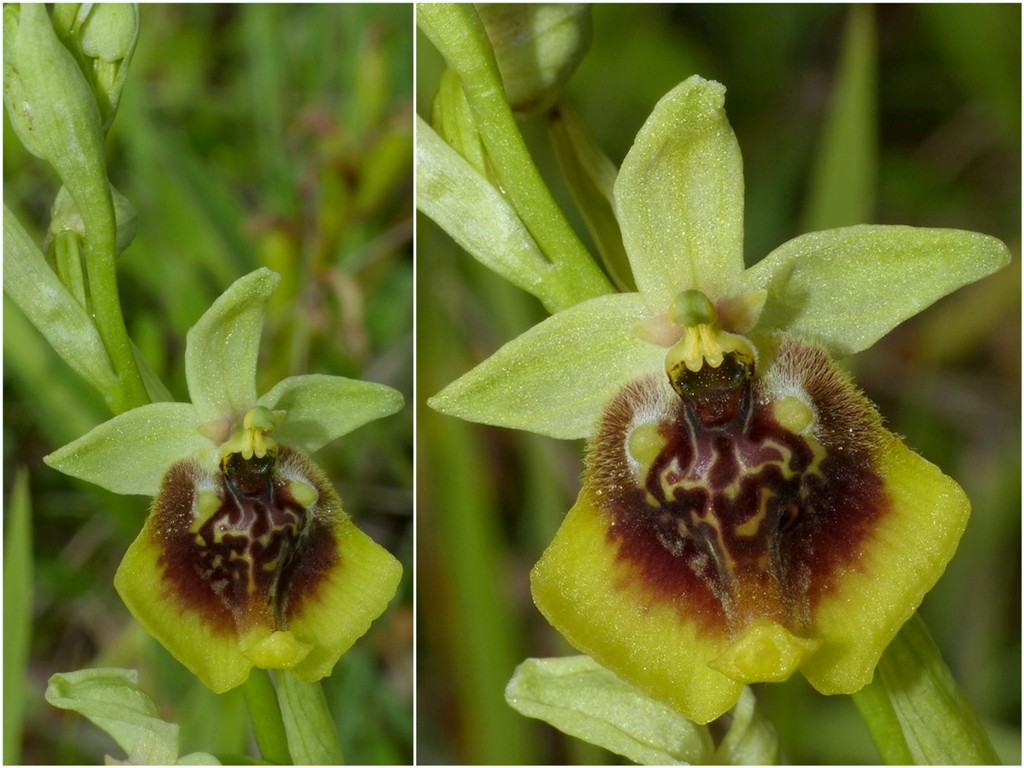 Ophrys lacaitae, ibridi e altre modelle; Isernia 2 giugno 2016