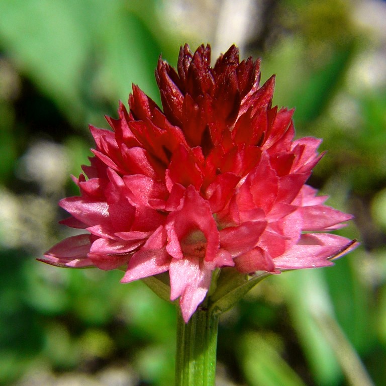 Nigritella buschmanniae e la storiella del Grost:16 luglio 2016