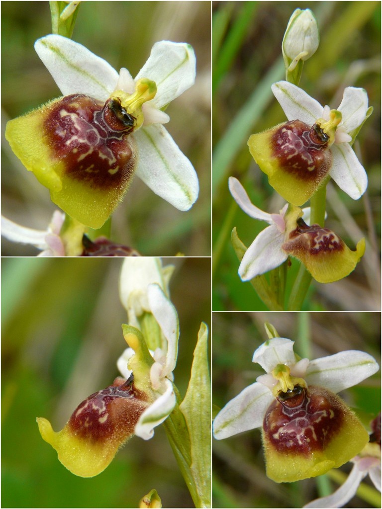 Ophrys lacaitae, ibridi e altre modelle; Isernia 2 giugno 2016