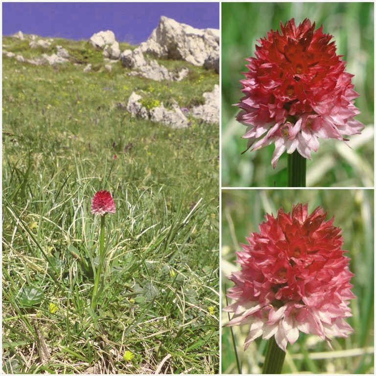 Nigritella buschmanniae e la storiella del Grost:16 luglio 2016