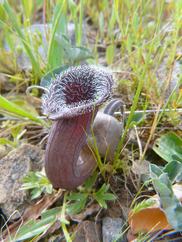 Aristolochia cretica -  aprile 2016
