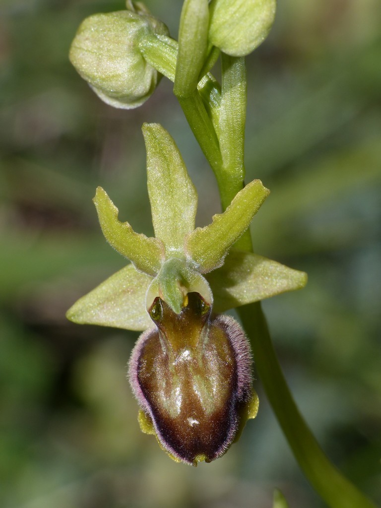 Amatrice e le sue orchidee; la distruzione e la voglia di ricominciare.