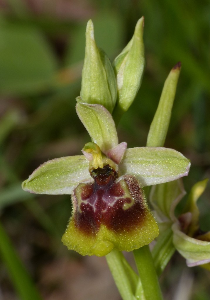 Ophrys lacaitae, ibridi e altre modelle; Isernia 2 giugno 2016