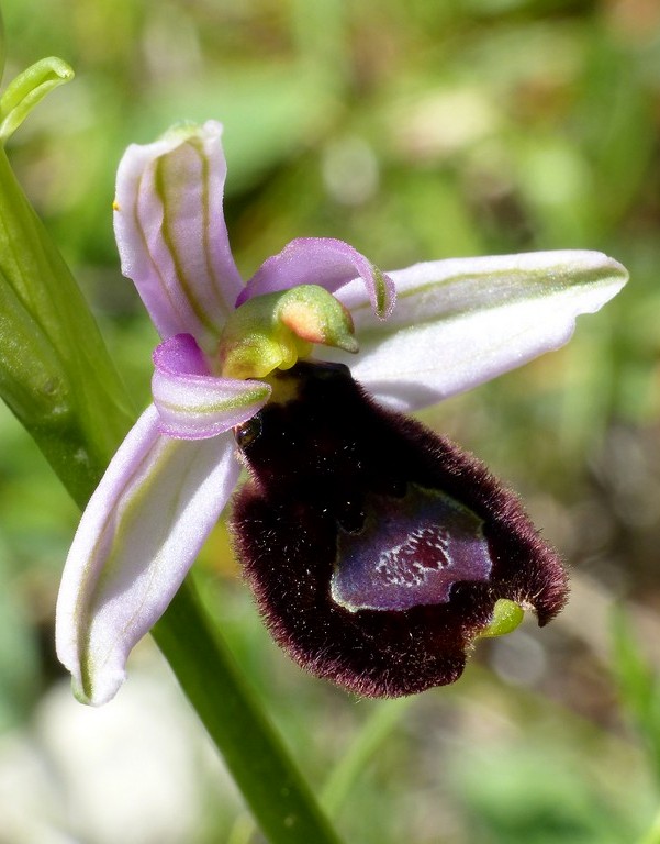 Amatrice e le sue orchidee; la distruzione e la voglia di ricominciare.