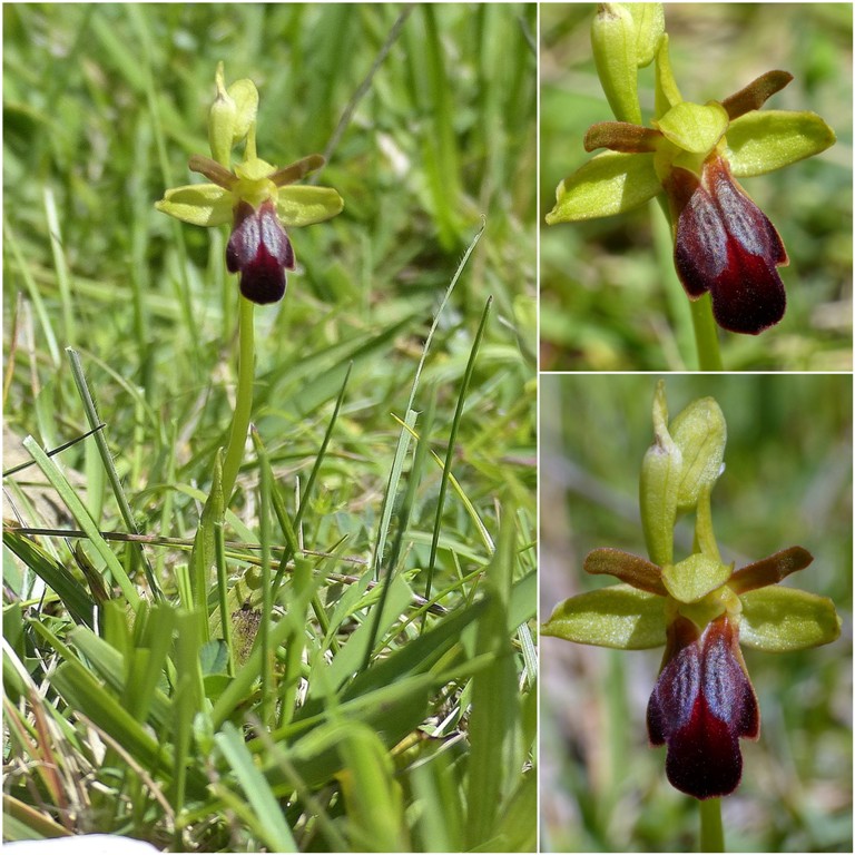 Amatrice e le sue orchidee; la distruzione e la voglia di ricominciare.