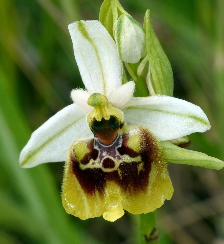 Ophrys lacaitae, ibridi e altre modelle; Isernia 2 giugno 2016