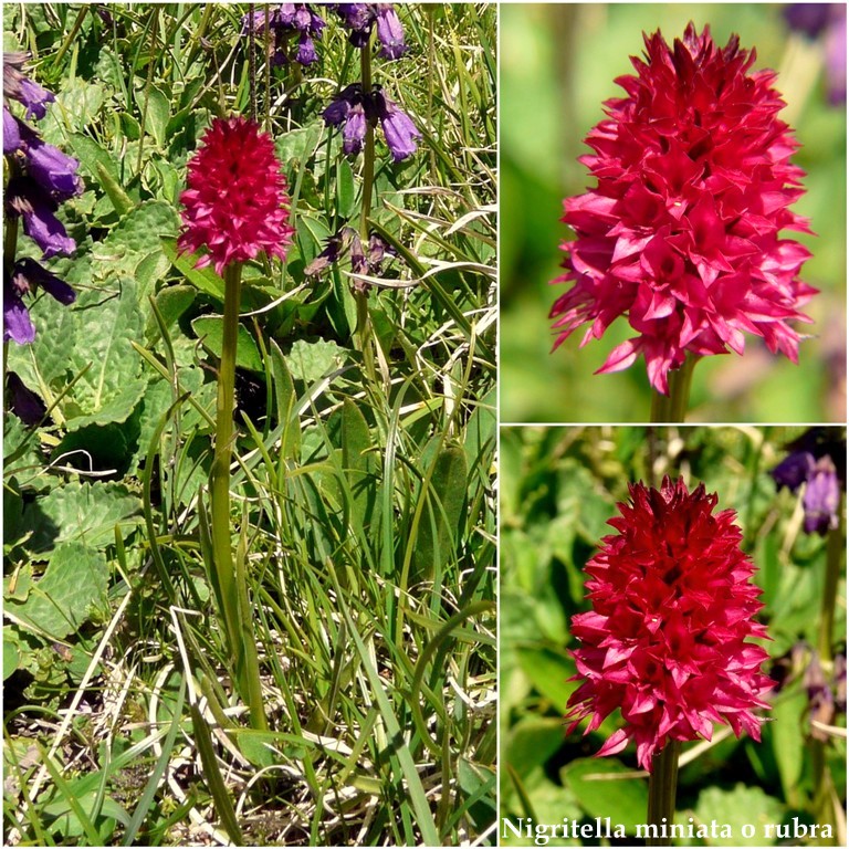 Nigritella buschmanniae e la storiella del Grost:16 luglio 2016