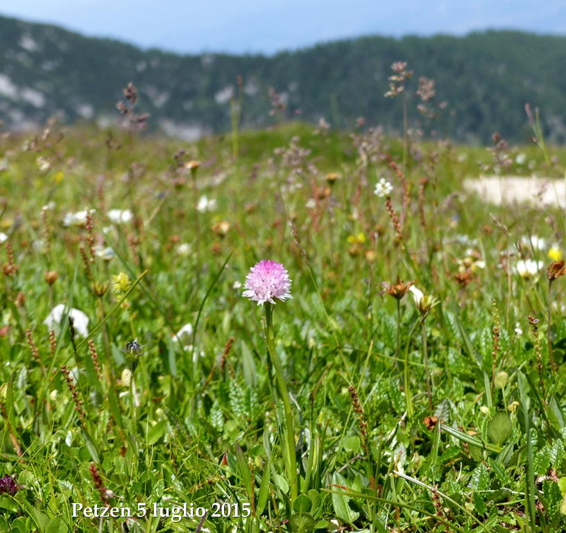 Orchidee alpine austriache ( M.Traweng, Burgeralm, Petzen, M.Dobratsch)