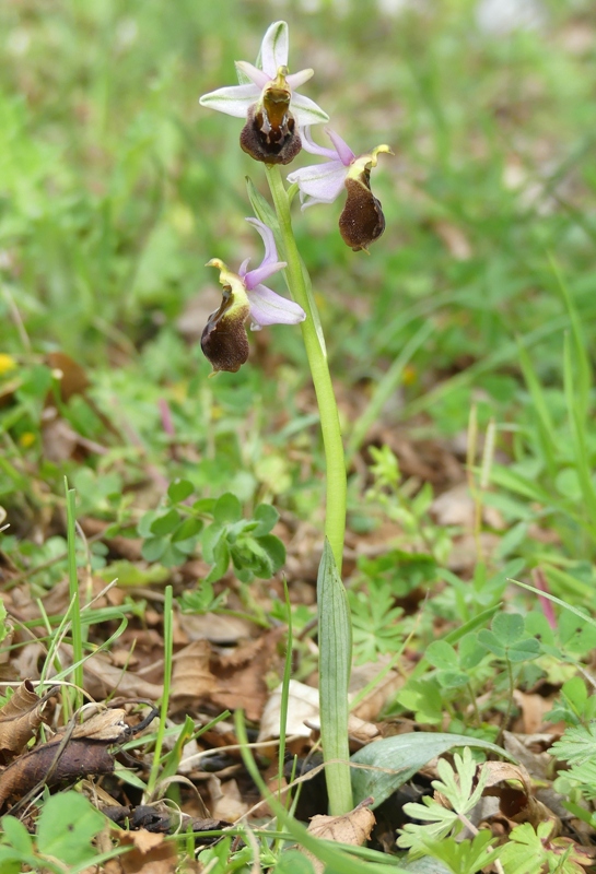 Ophrys crabronifera e la sua variabilit in alcune zone di Lazio e Abruzzo primavera 2018