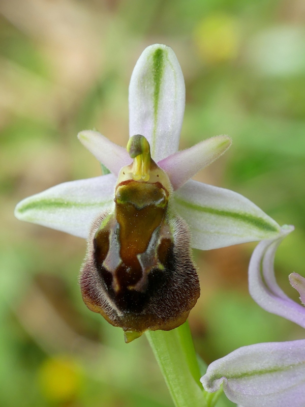 Ophrys crabronifera e la sua variabilit in alcune zone di Lazio e Abruzzo primavera 2018