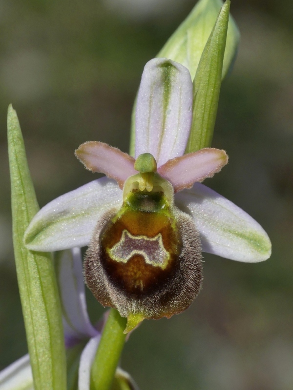 Ophrys crabronifera e la sua variabilit in alcune zone di Lazio e Abruzzo primavera 2018