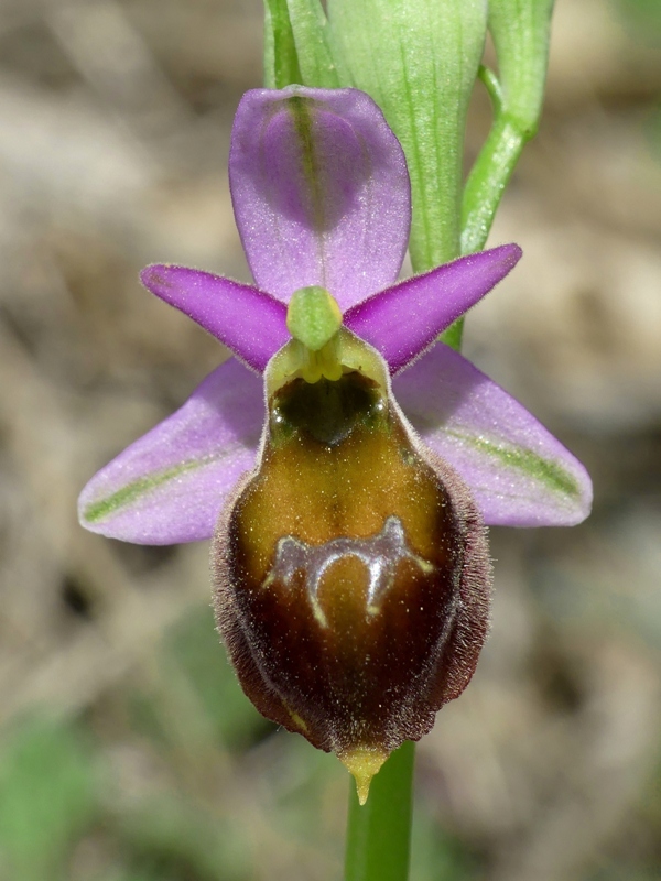 Ophrys crabronifera e la sua variabilit in alcune zone di Lazio e Abruzzo primavera 2018