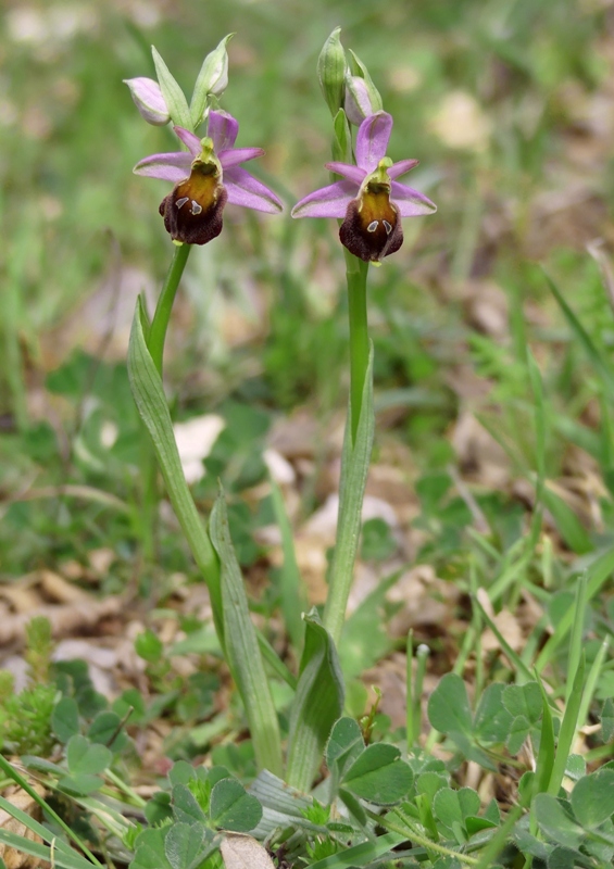 Ophrys crabronifera e la sua variabilit in alcune zone di Lazio e Abruzzo primavera 2018