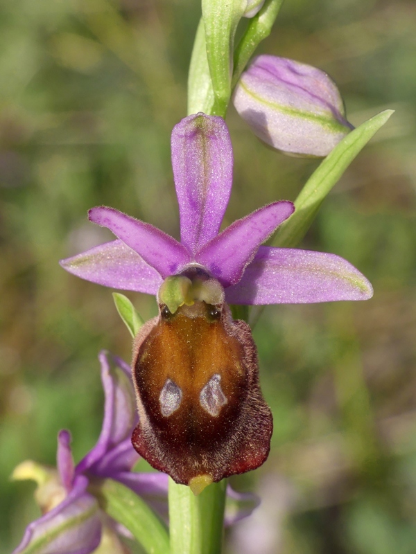 Ophrys crabronifera e la sua variabilit in alcune zone di Lazio e Abruzzo primavera 2018