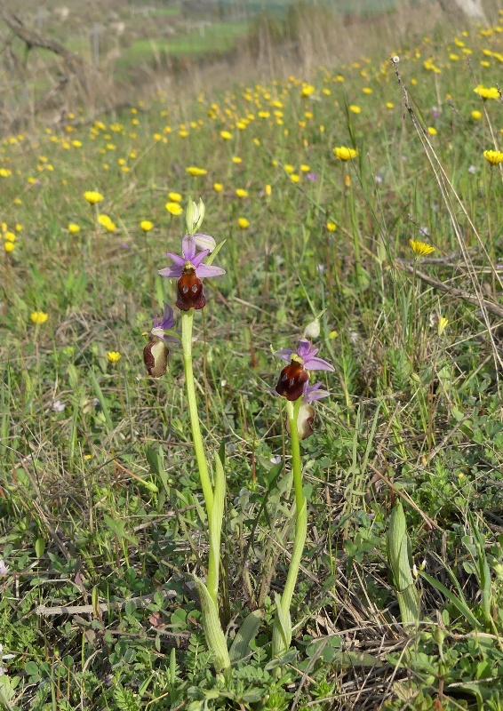 Ophrys crabronifera e la sua variabilit in alcune zone di Lazio e Abruzzo primavera 2018