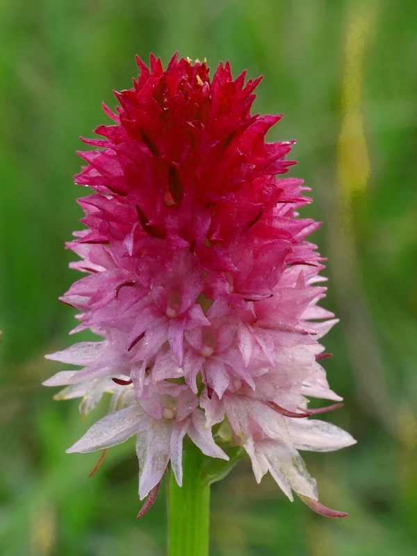 Nigritella bicolor  Foelsche, W (2010)  Val Gardena  luglio 2018