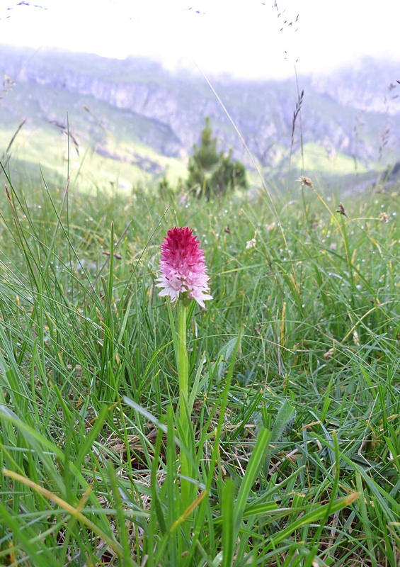 Nigritella bicolor  Foelsche, W (2010)  Val Gardena  luglio 2018