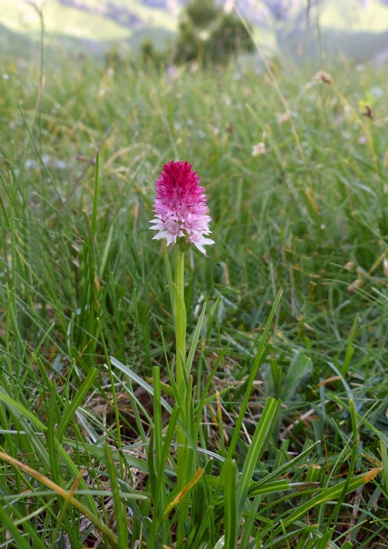 Nigritella bicolor  Foelsche, W (2010)  Val Gardena  luglio 2018