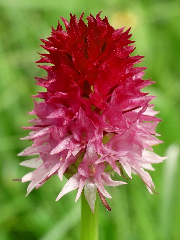 Nigritella bicolor  Foelsche, W (2010)  Val Gardena  luglio 2018