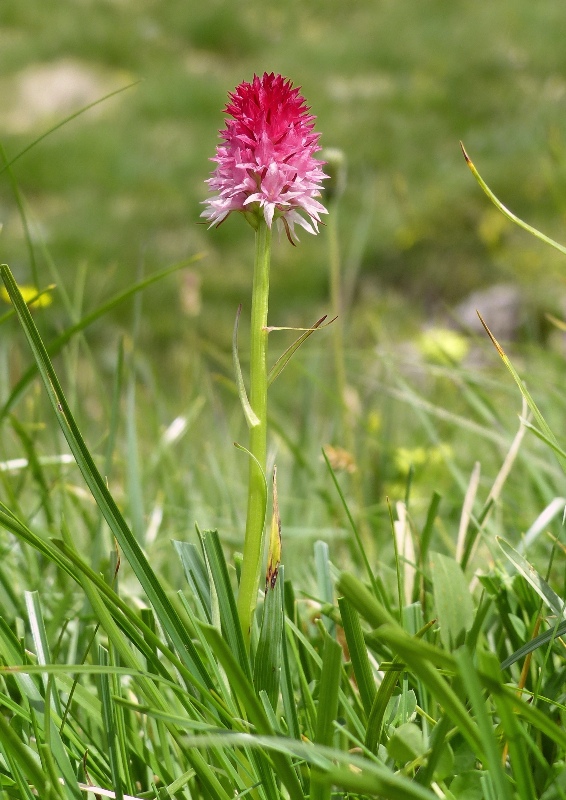 Nigritella bicolor  Foelsche, W (2010)  Val Gardena  luglio 2018