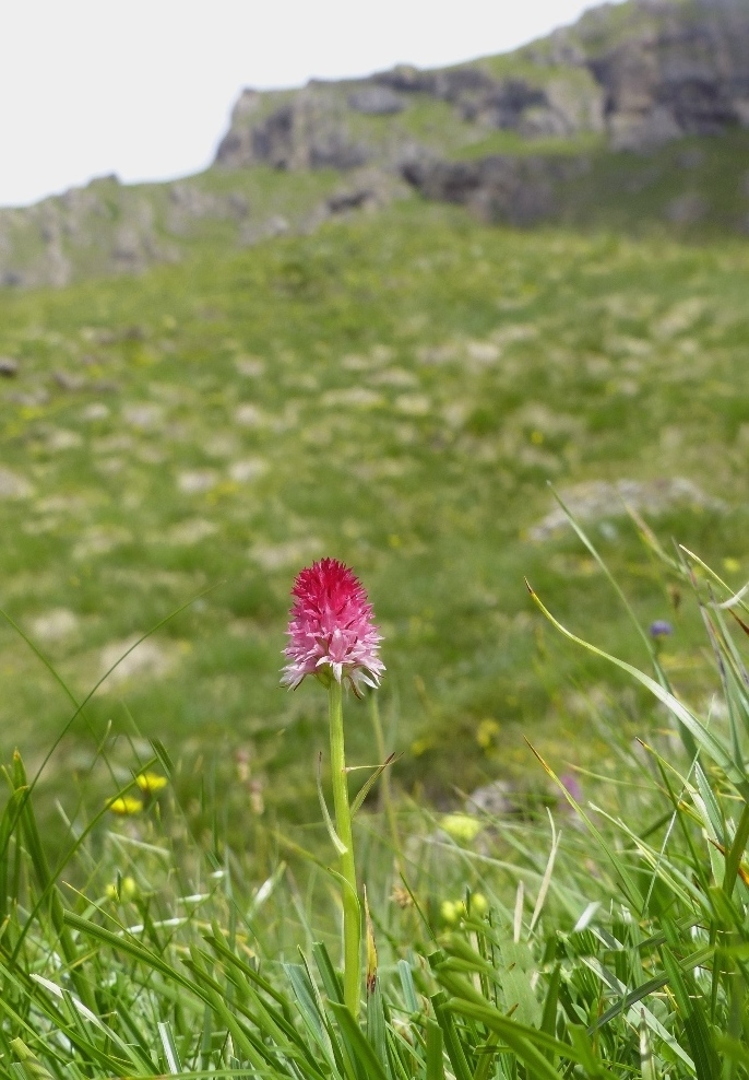 Nigritella bicolor  Foelsche, W (2010)  Val Gardena  luglio 2018