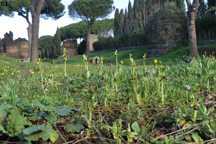 Le Ophrys del Parco dell''Appia Antica a Roma primavera 2018