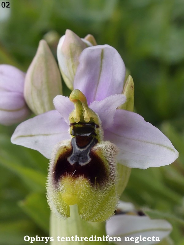 Le Ophrys del Parco dell''Appia Antica a Roma primavera 2018