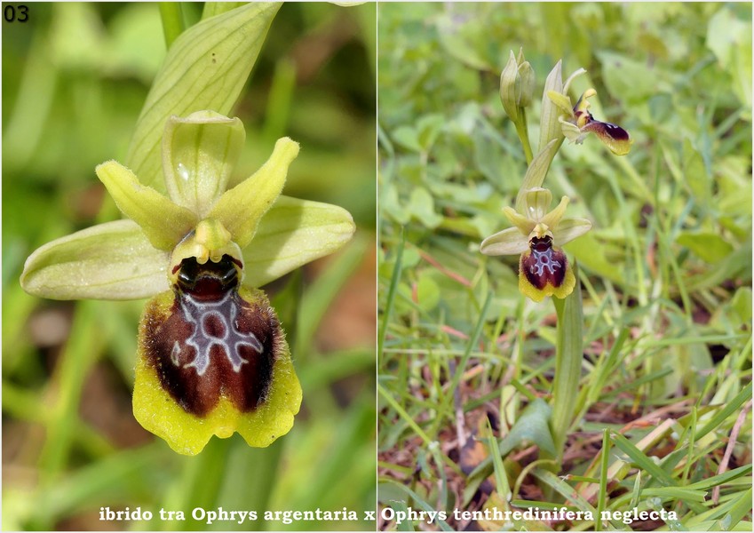 Le Ophrys del Parco dell''Appia Antica a Roma primavera 2018