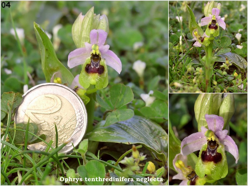 Le Ophrys del Parco dell''Appia Antica a Roma primavera 2018