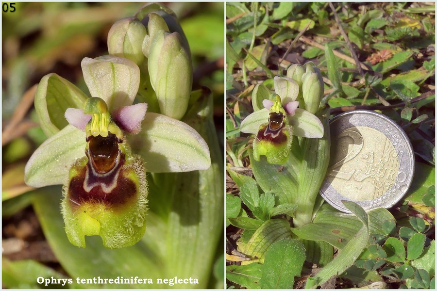 Le Ophrys del Parco dell''Appia Antica a Roma primavera 2018
