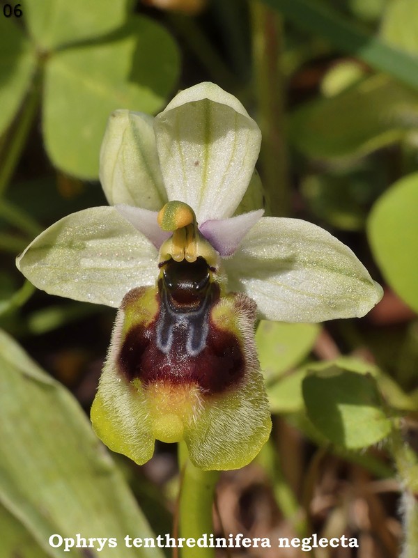 Le Ophrys del Parco dell''Appia Antica a Roma primavera 2018