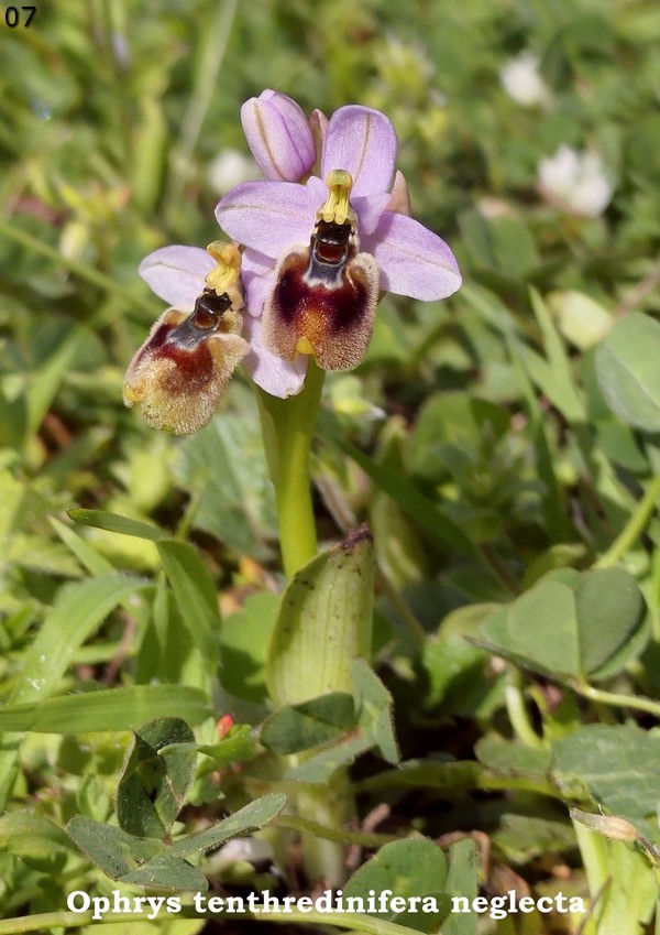 Le Ophrys del Parco dell''Appia Antica a Roma primavera 2018