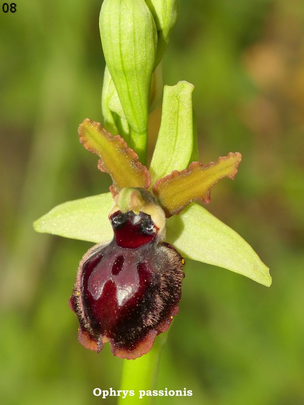 Le Ophrys del Parco dell''Appia Antica a Roma primavera 2018