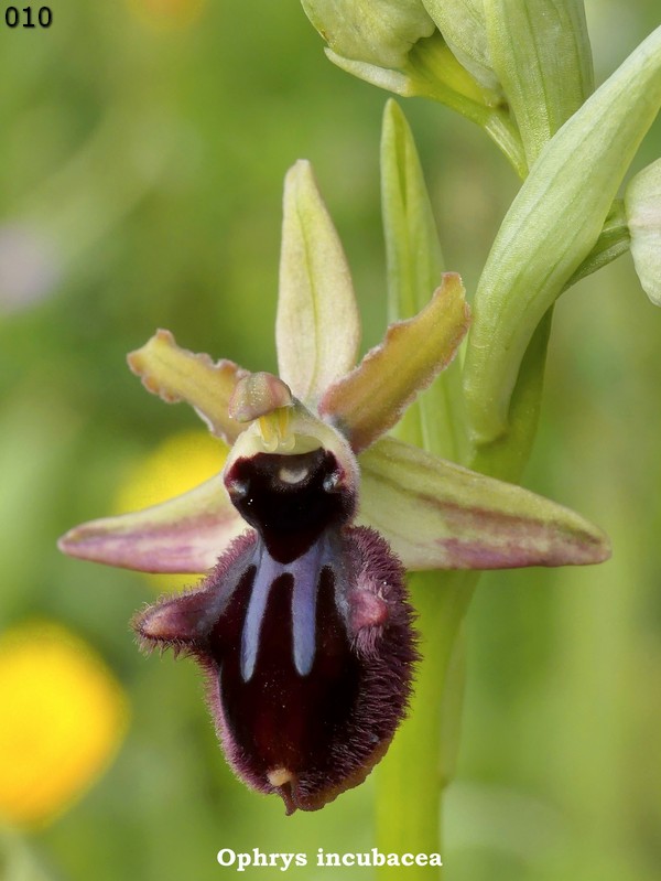 Le Ophrys del Parco dell''Appia Antica a Roma primavera 2018