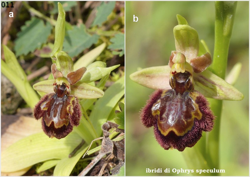 Le Ophrys del Parco dell''Appia Antica a Roma primavera 2018