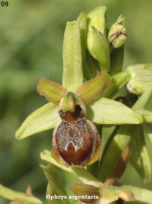 Le Ophrys del Parco dell''Appia Antica a Roma primavera 2018