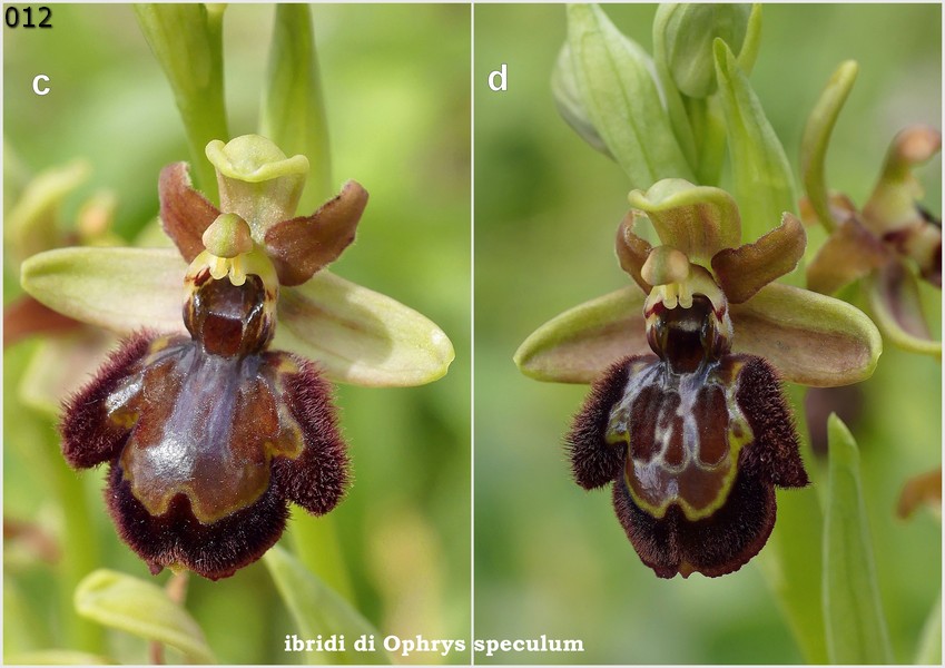 Le Ophrys del Parco dell''Appia Antica a Roma primavera 2018