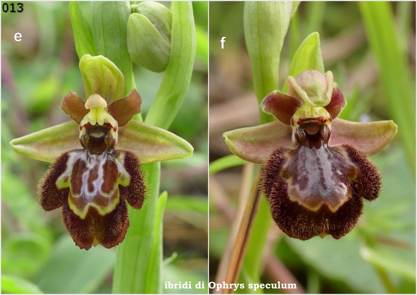 Le Ophrys del Parco dell''Appia Antica a Roma primavera 2018