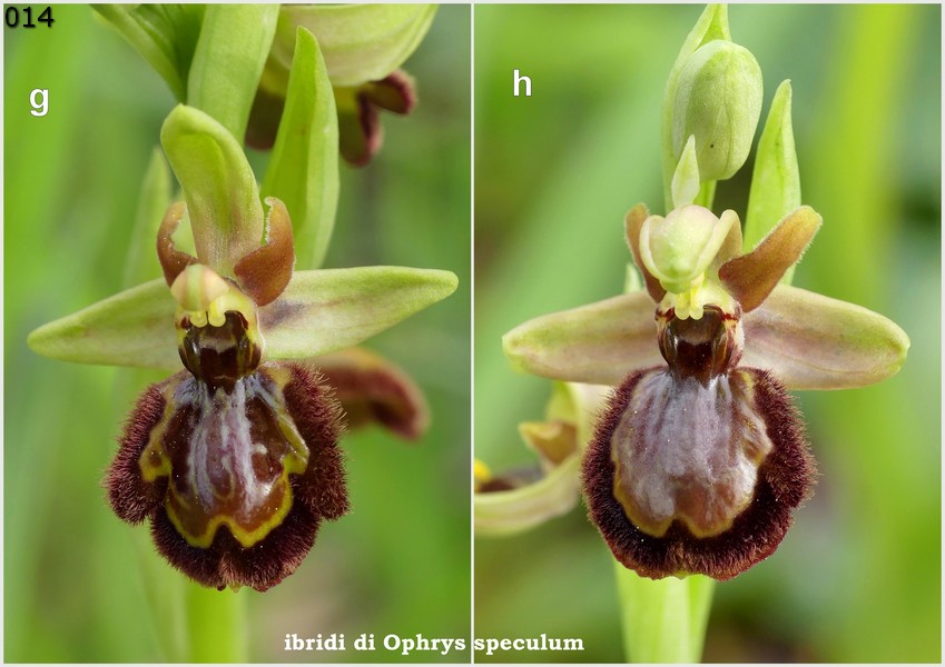 Le Ophrys del Parco dell''Appia Antica a Roma primavera 2018