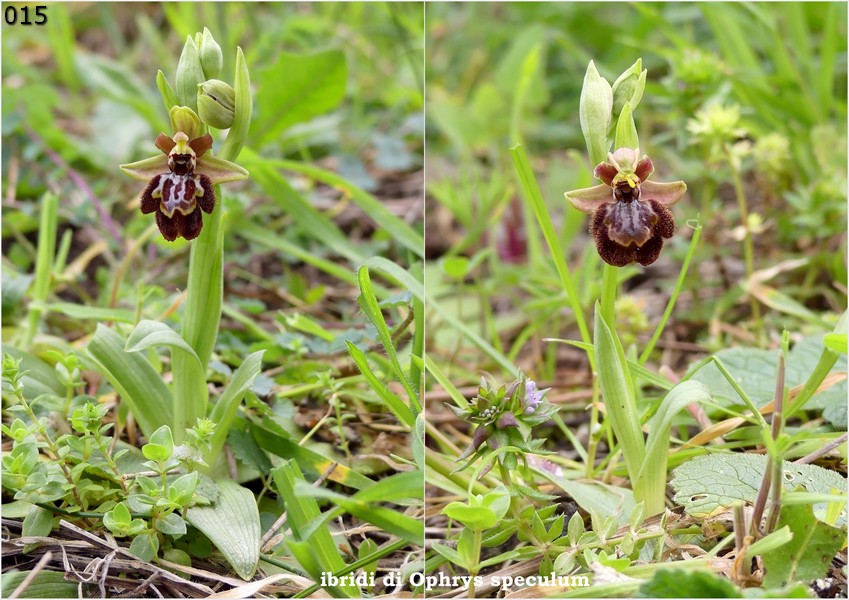 Le Ophrys del Parco dell''Appia Antica a Roma primavera 2018