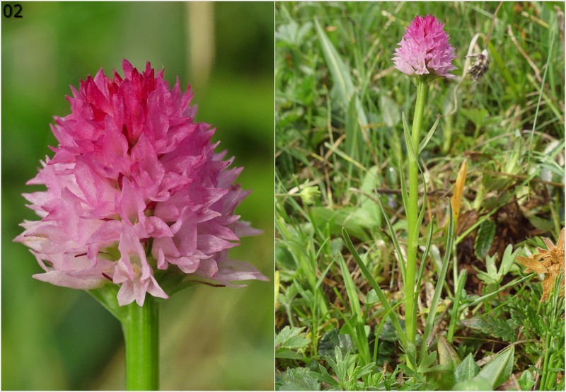 Nigritella widderi  Dolomiti di Zoldo 4 luglio 2018