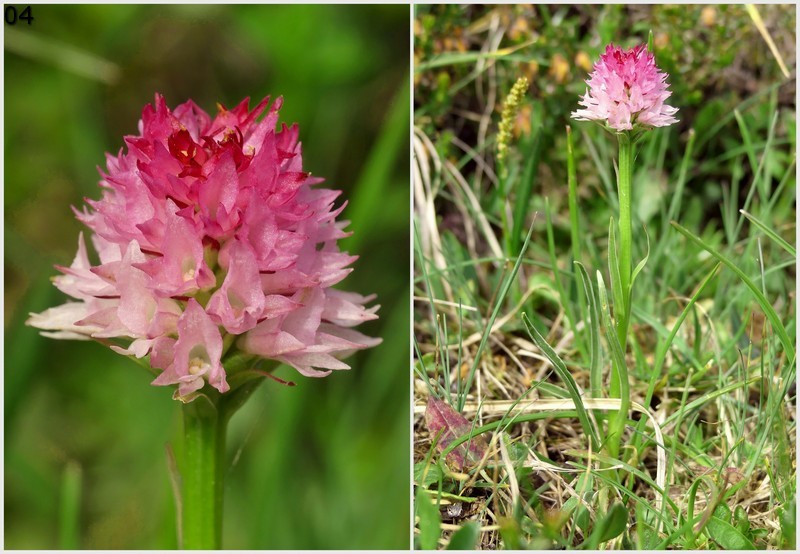 Nigritella widderi  Dolomiti di Zoldo 4 luglio 2018