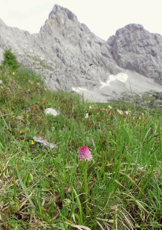 Nigritella widderi  Dolomiti di Zoldo 4 luglio 2018