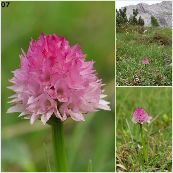 Nigritella widderi  Dolomiti di Zoldo 4 luglio 2018