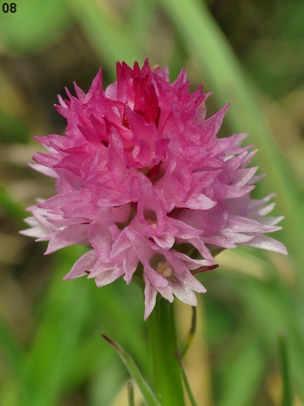 Nigritella widderi  Dolomiti di Zoldo 4 luglio 2018