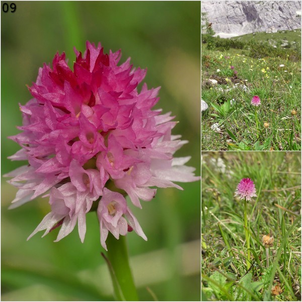 Nigritella widderi  Dolomiti di Zoldo 4 luglio 2018