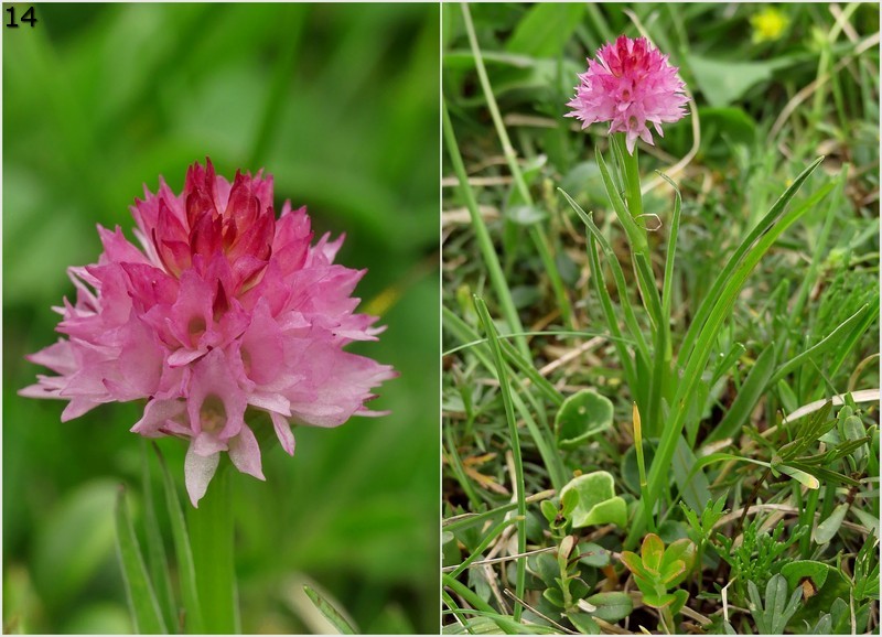 Nigritella widderi  Dolomiti di Zoldo 4 luglio 2018