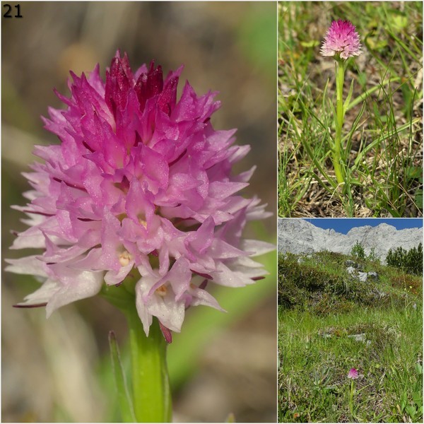 Nigritella widderi  Dolomiti di Zoldo 4 luglio 2018